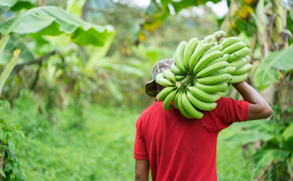 Solutions for Sustainable Food Systems in Brazil
