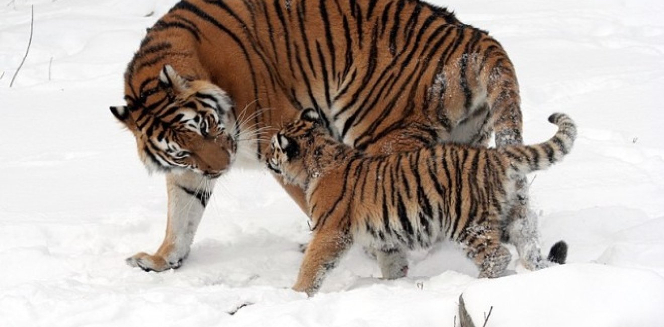  A female Amur tiger