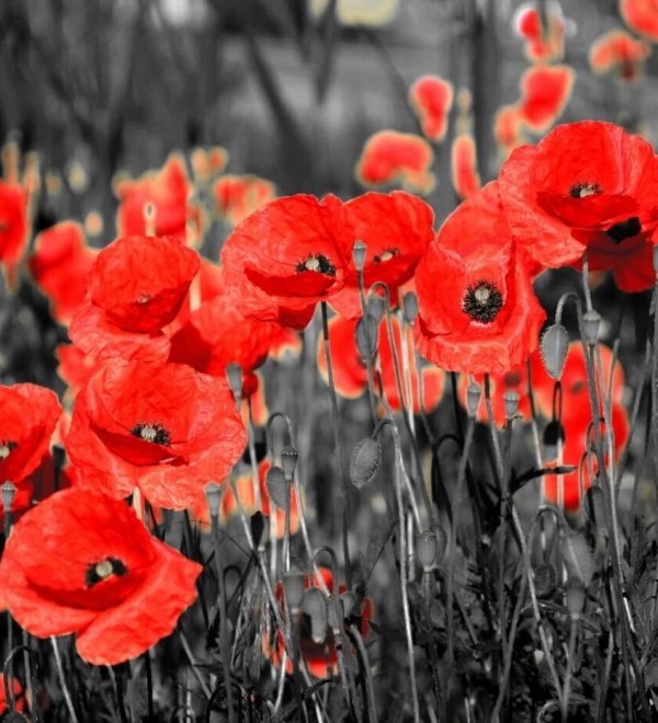 Field of poppy flowers