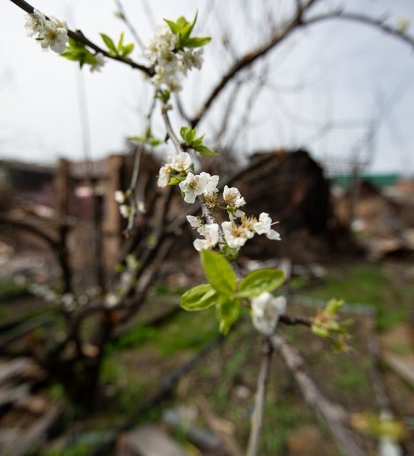 Blossoms against the backdrop of a ruined house.