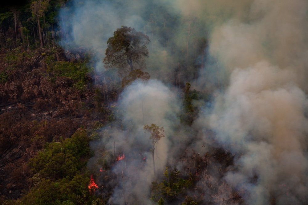 Image  - Fire in the Amazon