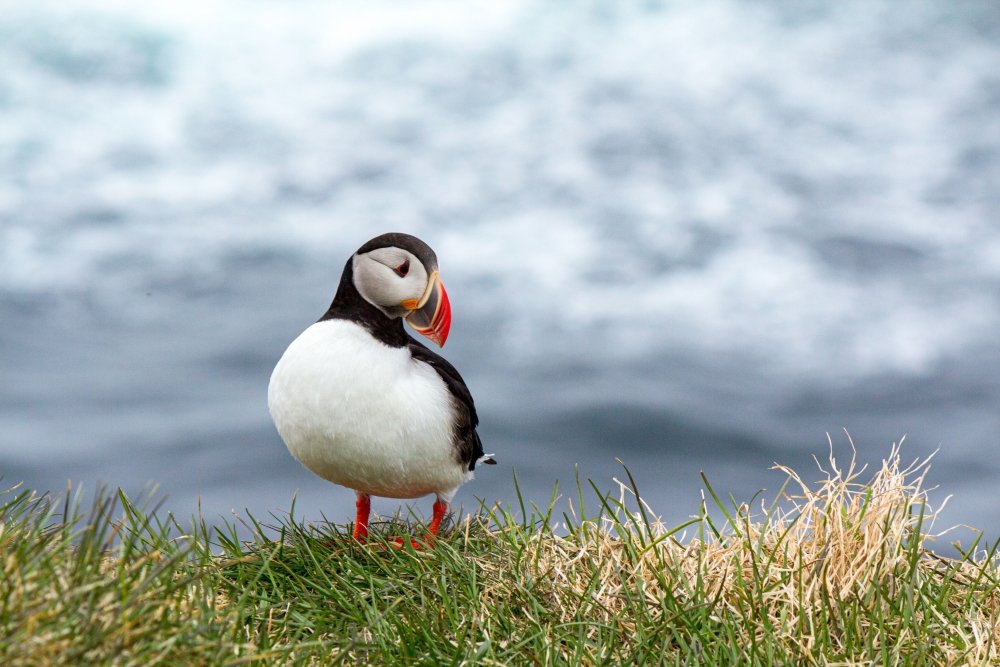 Puffin in Iceland