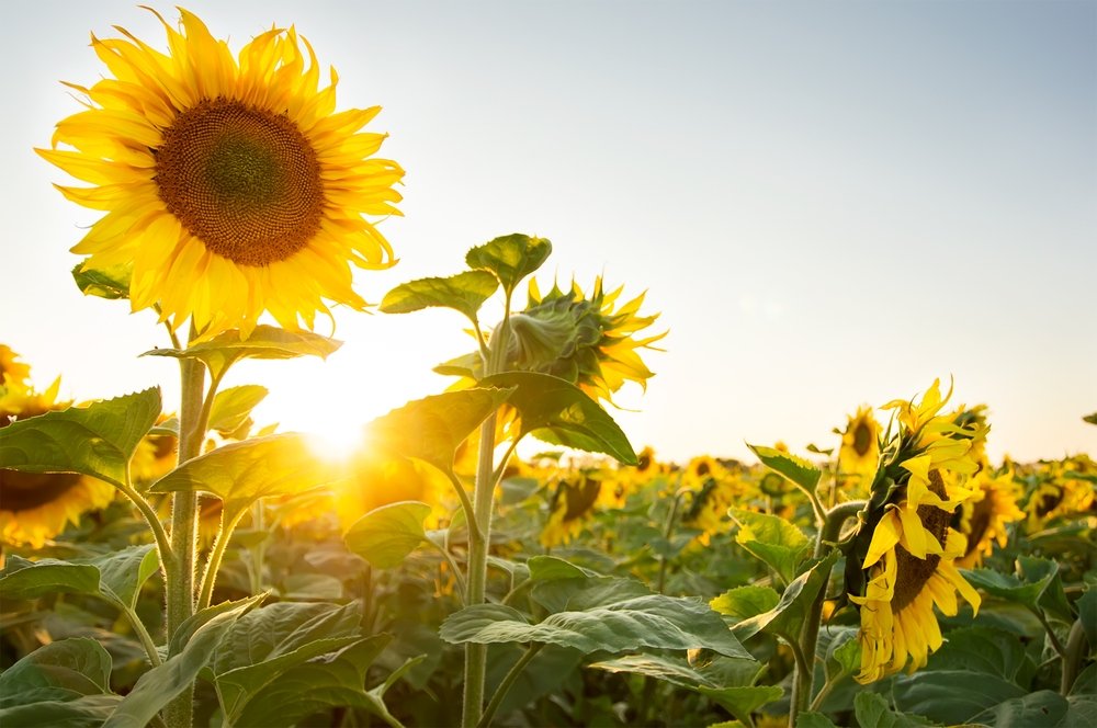 Artistic photograph of sunflowers