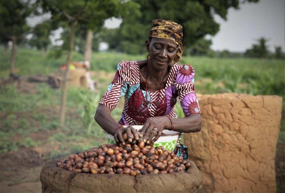 Woman harvesting shea nuts.