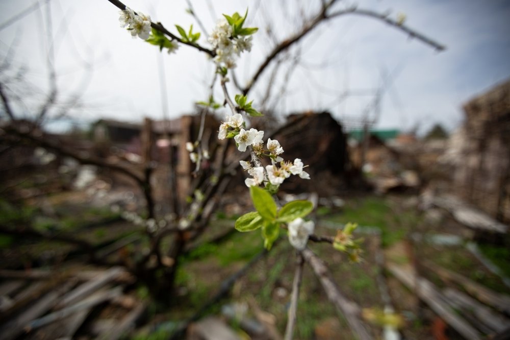 Blossoms against the backdrop of a ruined house.