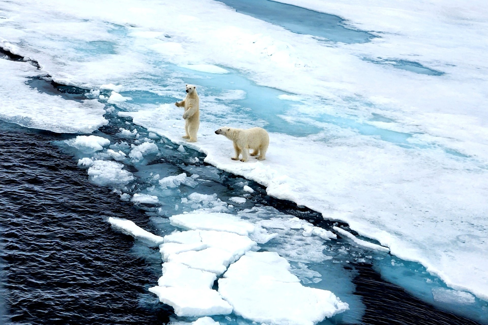 Polar bears, Robin Wright