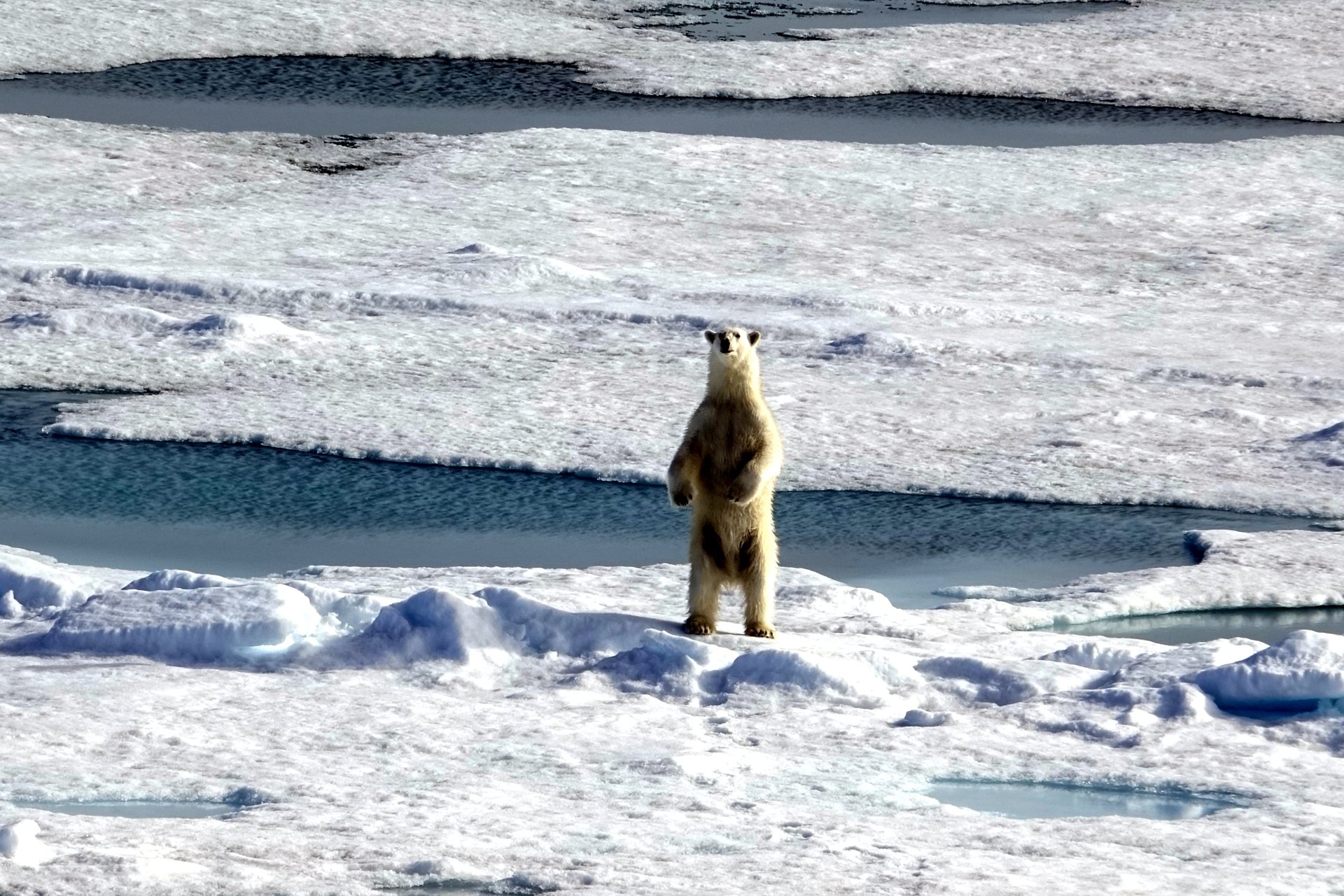 Robin Wright polar bear 4