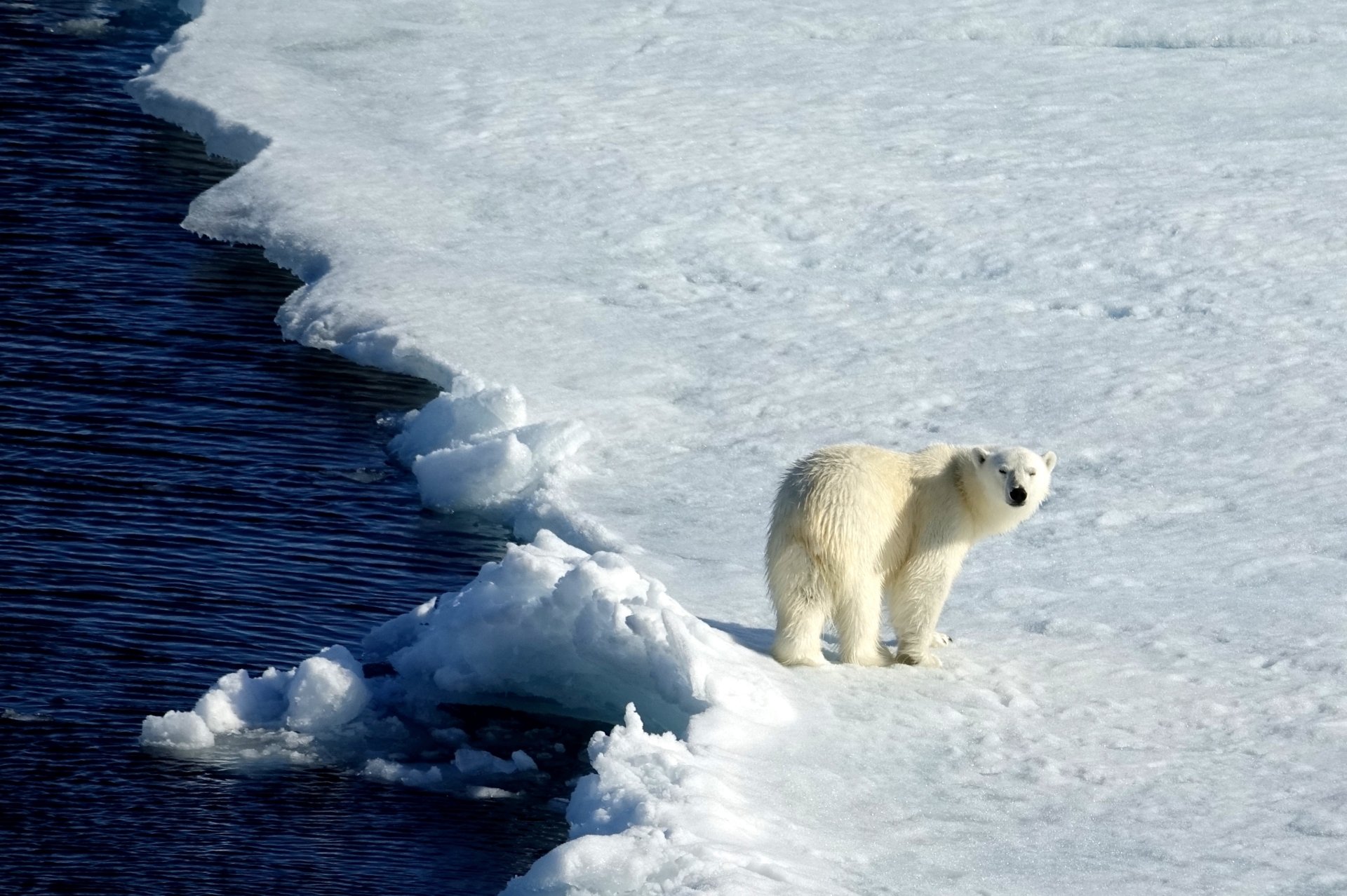 Polar bears Robin Wright 7