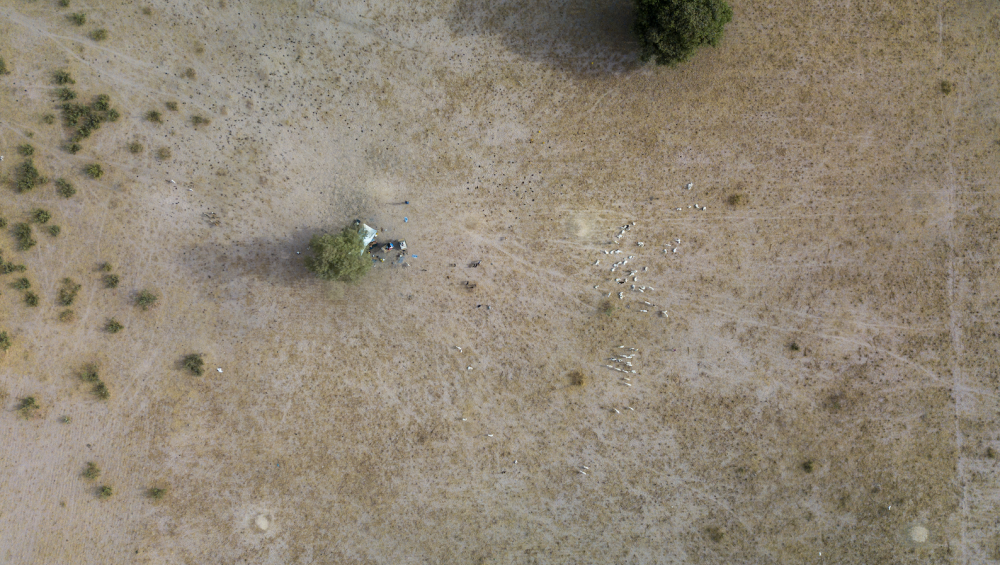 Aerial view of cattle on land in Senegal