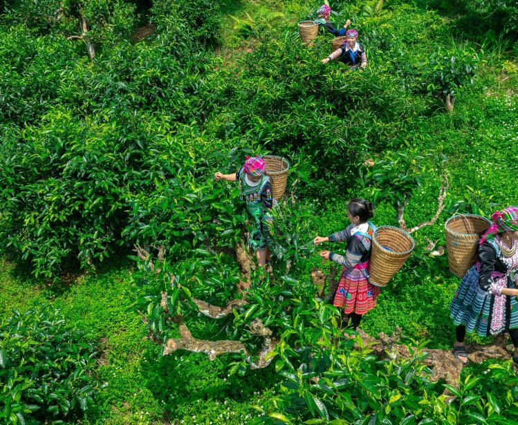 Harvesting tea on 350 year old tea trees, this is the Suoi Giang area, Yen Bai