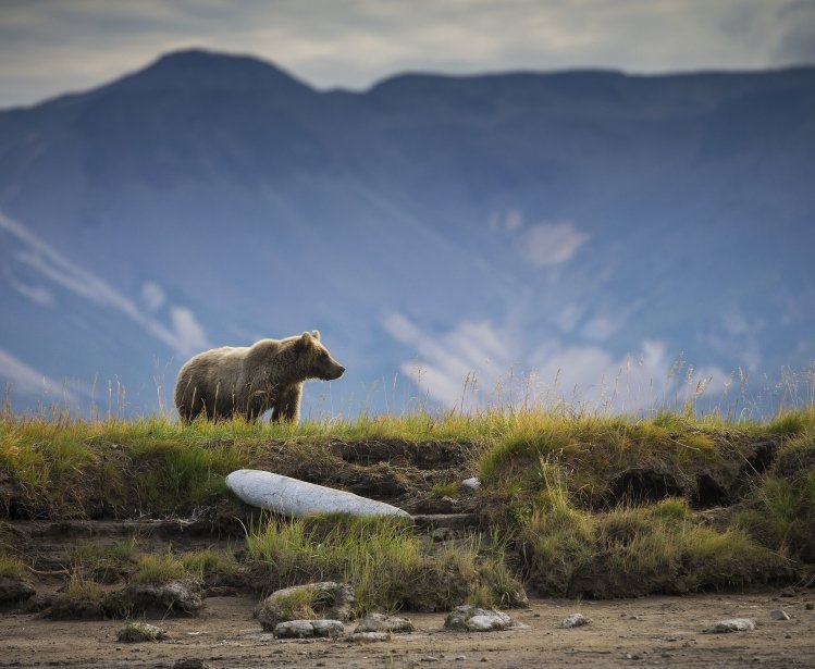 coastal brown bear