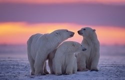 Three polar bears in the snow